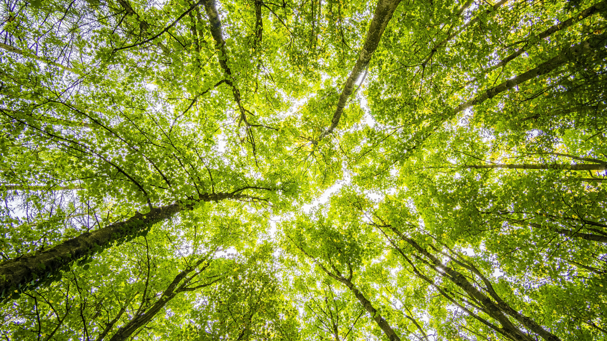 environnement