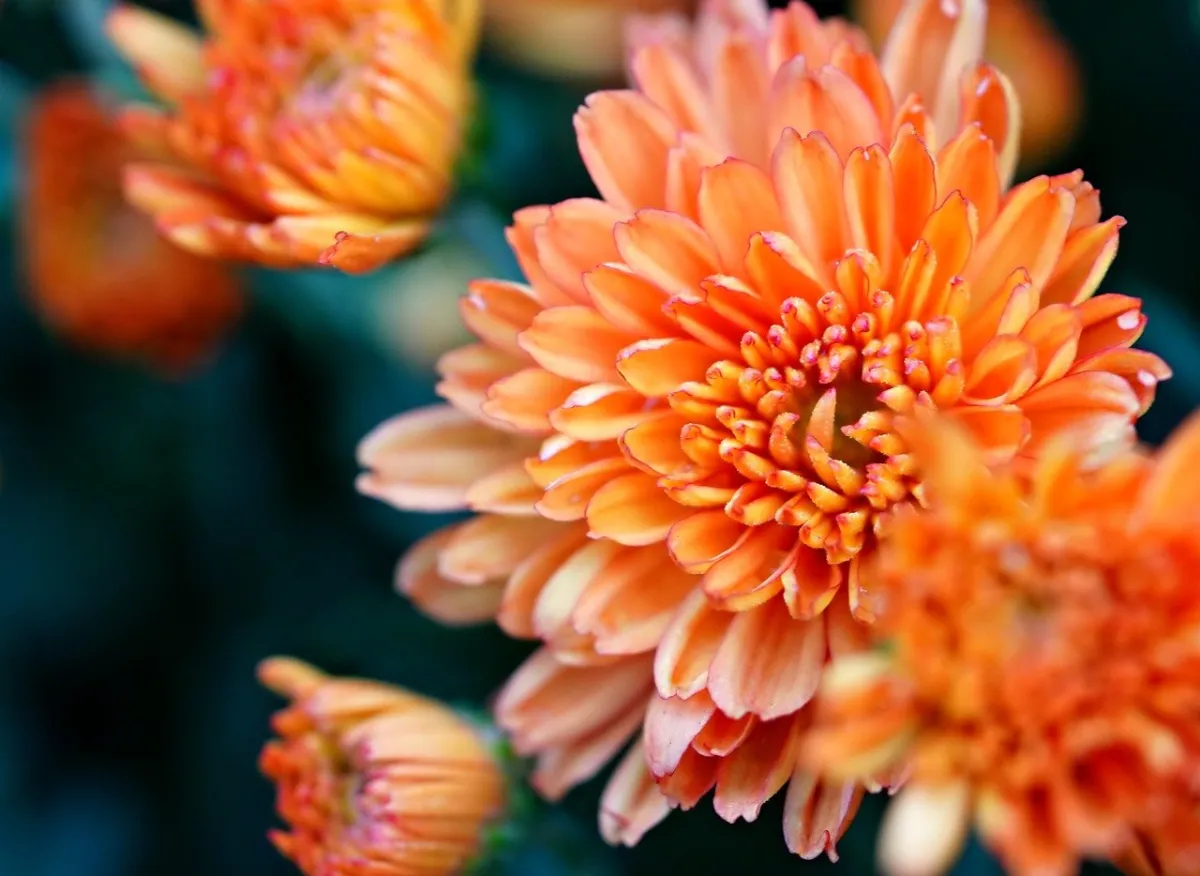 Chrysanteme